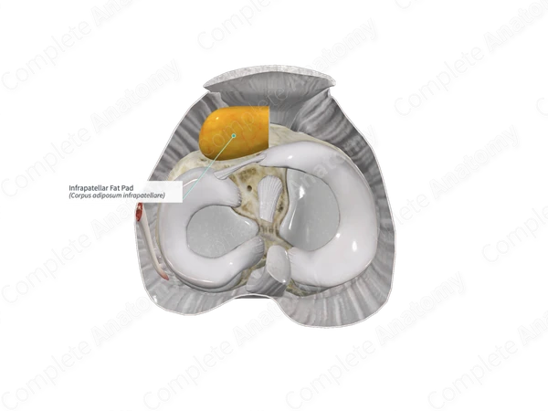 Infrapatellar Fat Pad