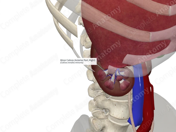 Minor Calices (Anterior Part; Right)