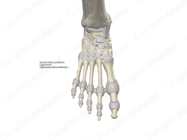 Dorsal Intercuneiform Ligaments