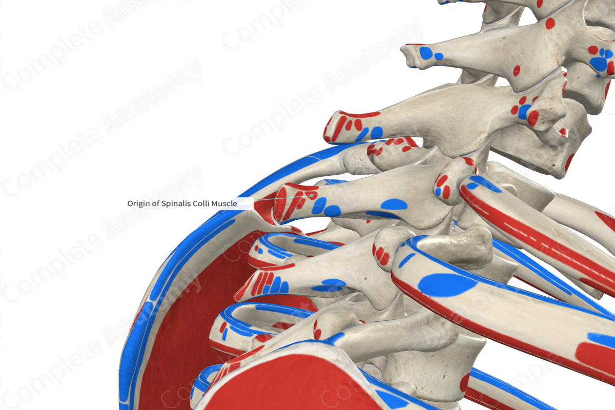 Origin of Spinalis Colli Muscle