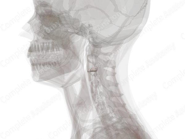 Intervertebral Disc (C2-C3)