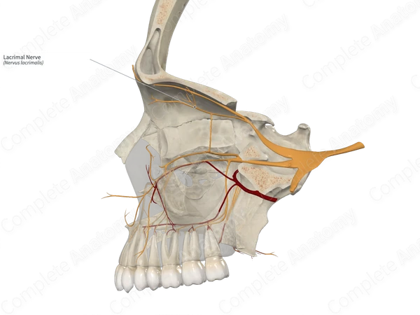 Lacrimal Nerve 