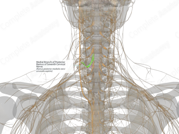Medial Branch of Posterior Ramus of Seventh Cervical Nerve (Left)