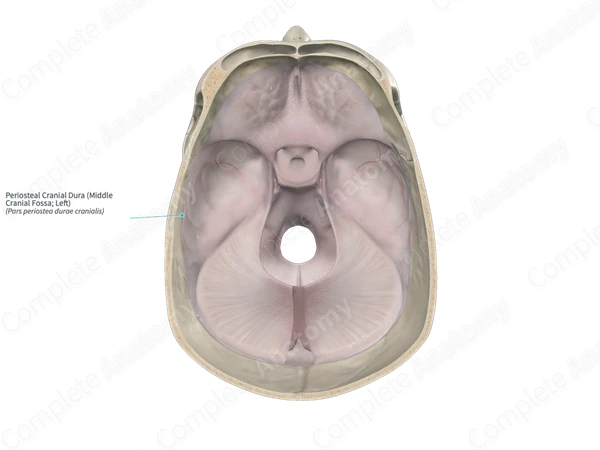 Periosteal Cranial Dura (Middle Cranial Fossa; Left)