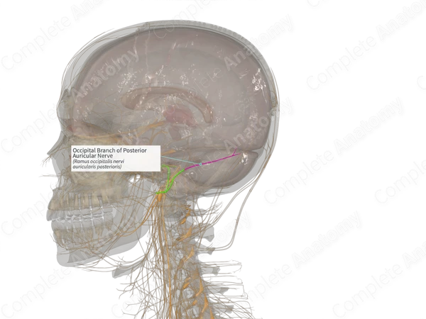 Occipital Branch of Posterior Auricular Nerve (Left)