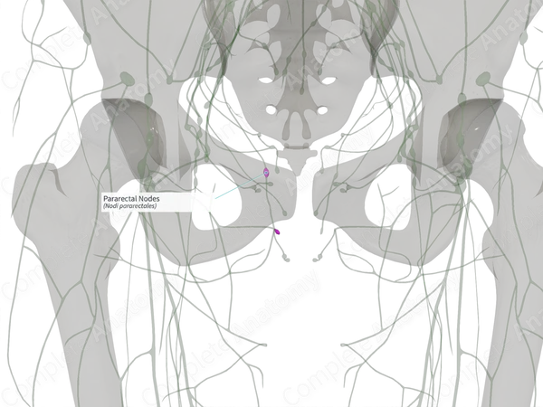 Pararectal Nodes (Left)