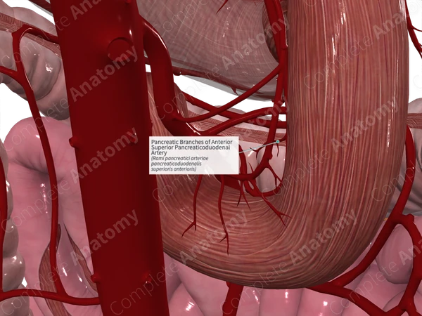 Pancreatic Branches of Anterior Superior Pancreaticoduodenal Artery