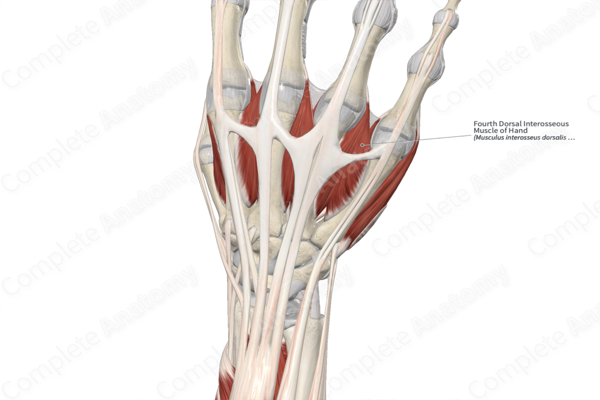 Fourth Dorsal Interosseous Muscle of Hand 