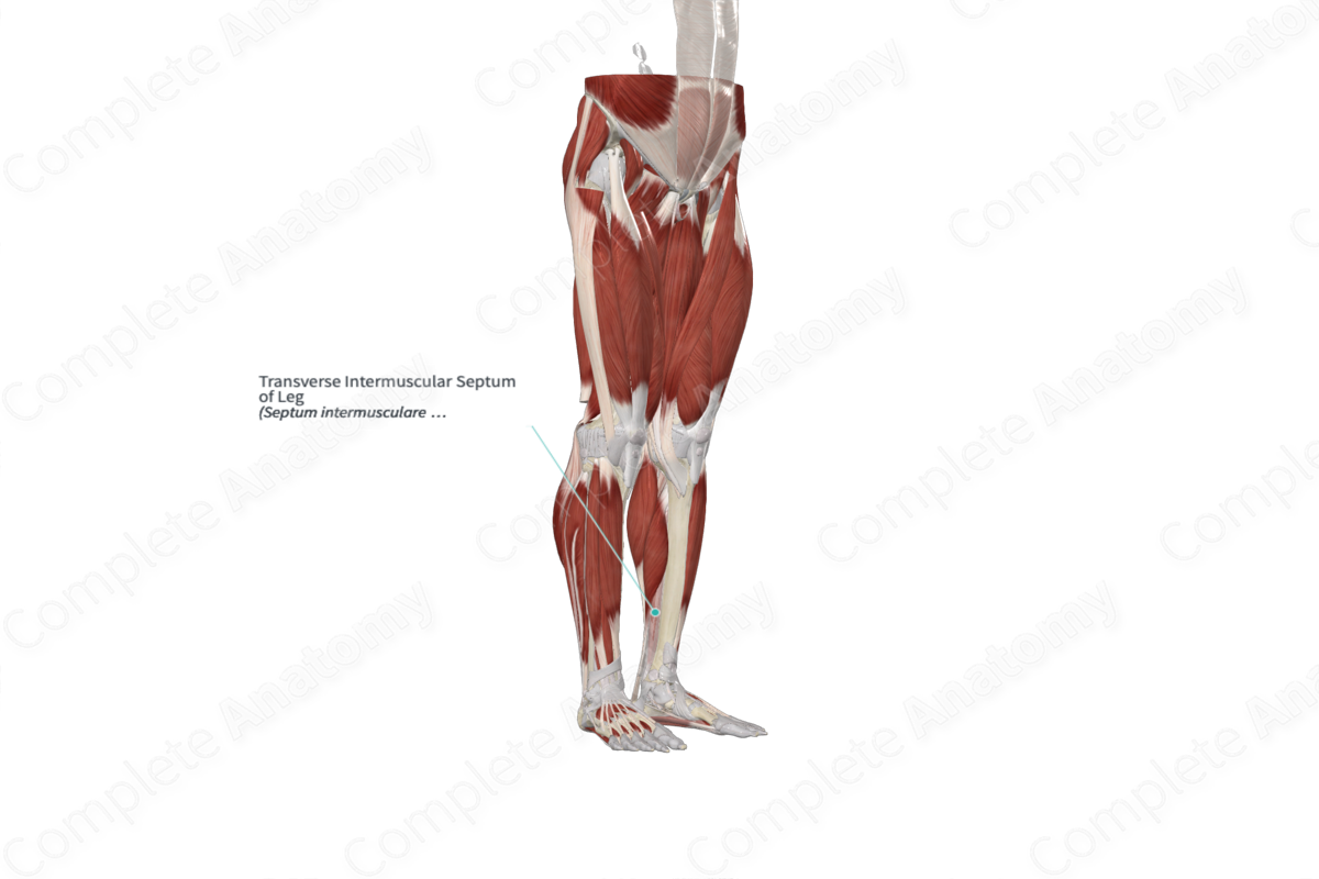 Transverse Intermuscular Septum of Leg 