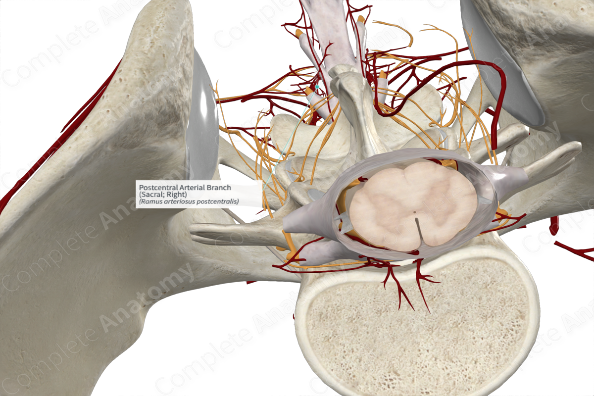 Postcentral Arterial Branch (Sacral; Right)