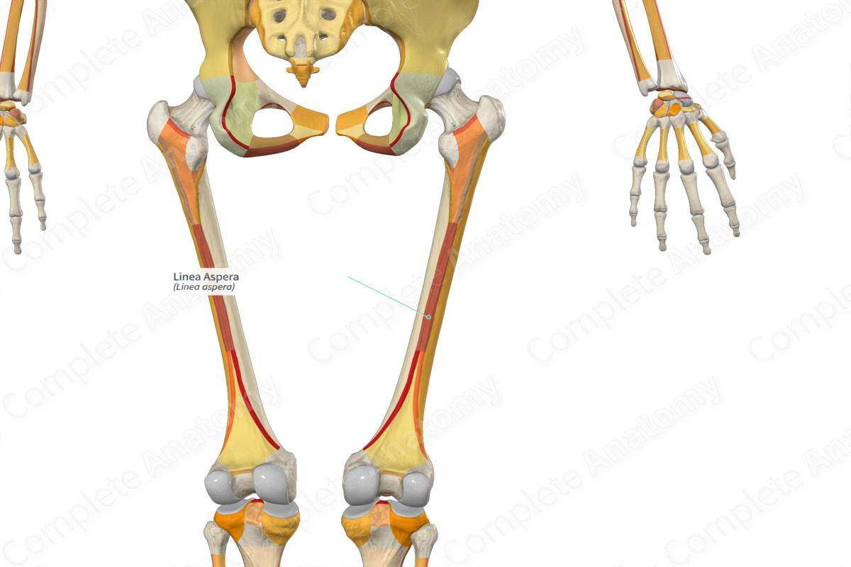 Linea Aspera | Complete Anatomy