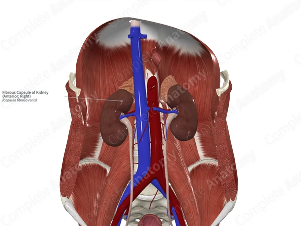 Fibrous Capsule of Kidney (Anterior; Right)