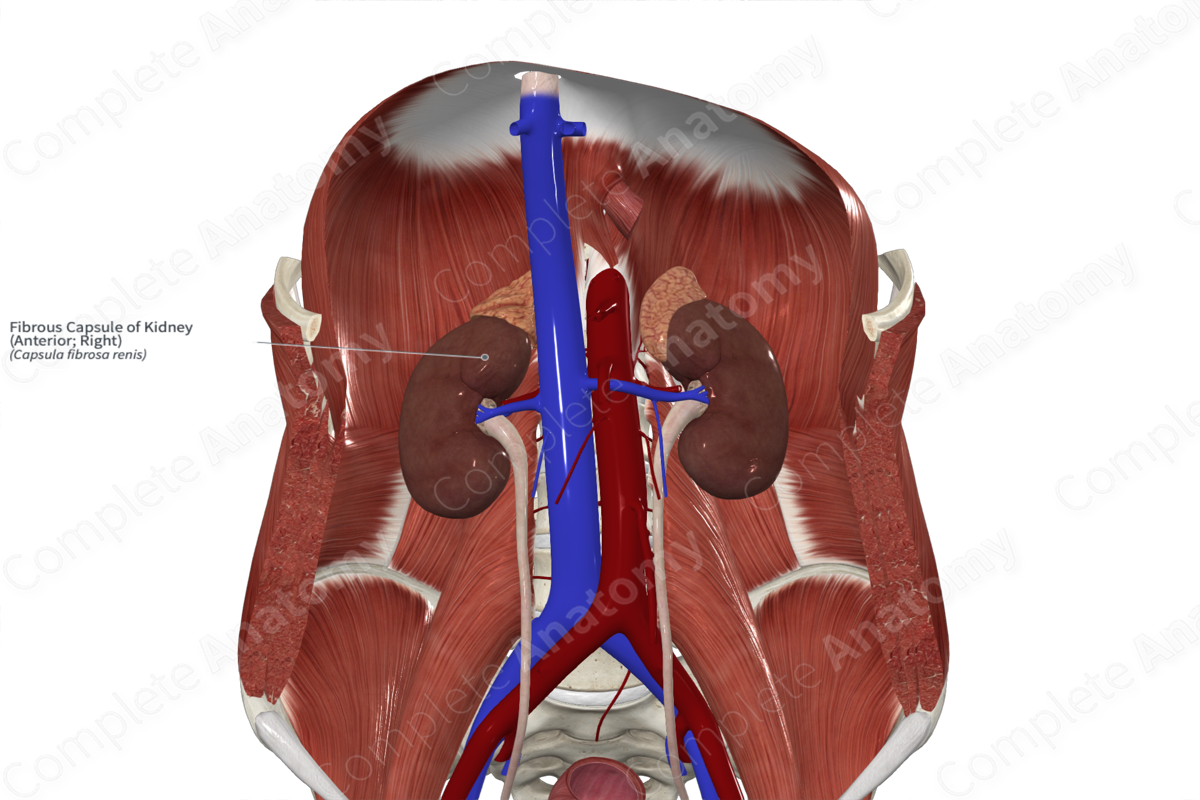 Fibrous Capsule of Kidney (Anterior; Right)