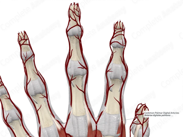Common Palmar Digital Arteries 