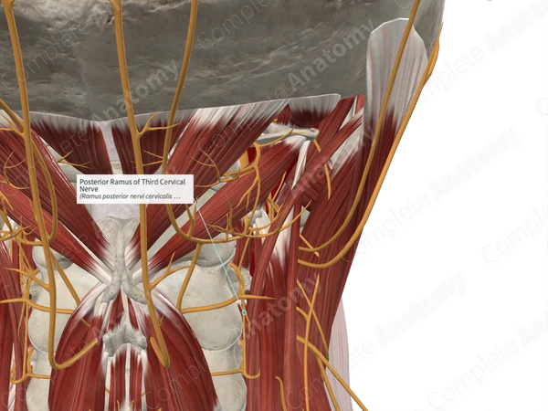 Posterior Ramus of Third Cervical Nerve
