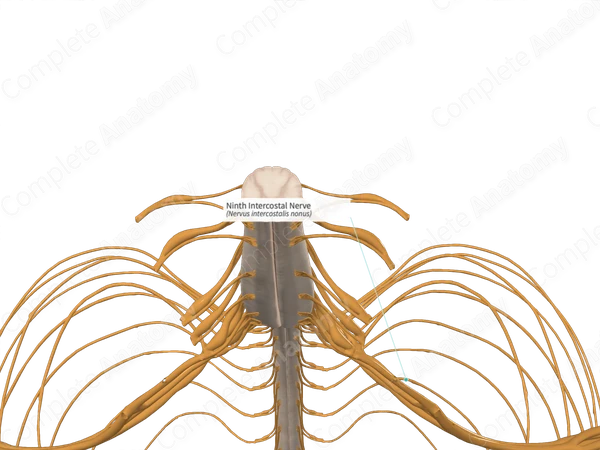 Ninth Intercostal Nerve