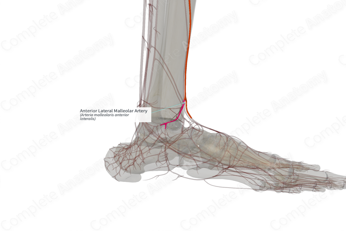 Anterior Lateral Malleolar Artery (Left)