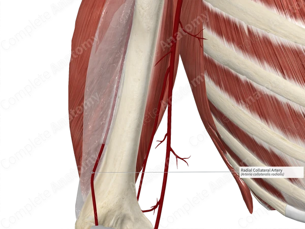 Radial Collateral Artery