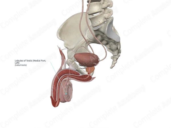 Lobules of Testis (Medial Part; Left)