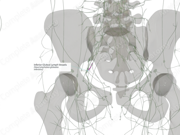 Inferior Gluteal Lymph Vessels (Right)