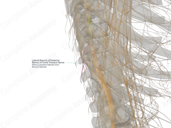 Lateral Branch of Posterior Ramus of Tenth Thoracic Nerve (Left)