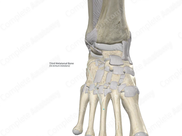 Third Metatarsal Bone 