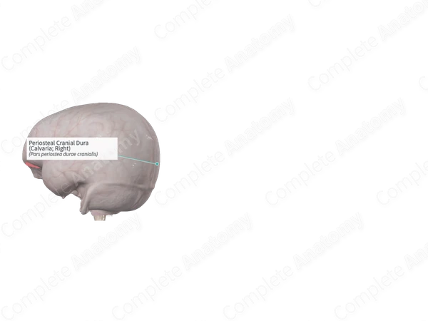 Periosteal Cranial Dura (Calvaria; Left)