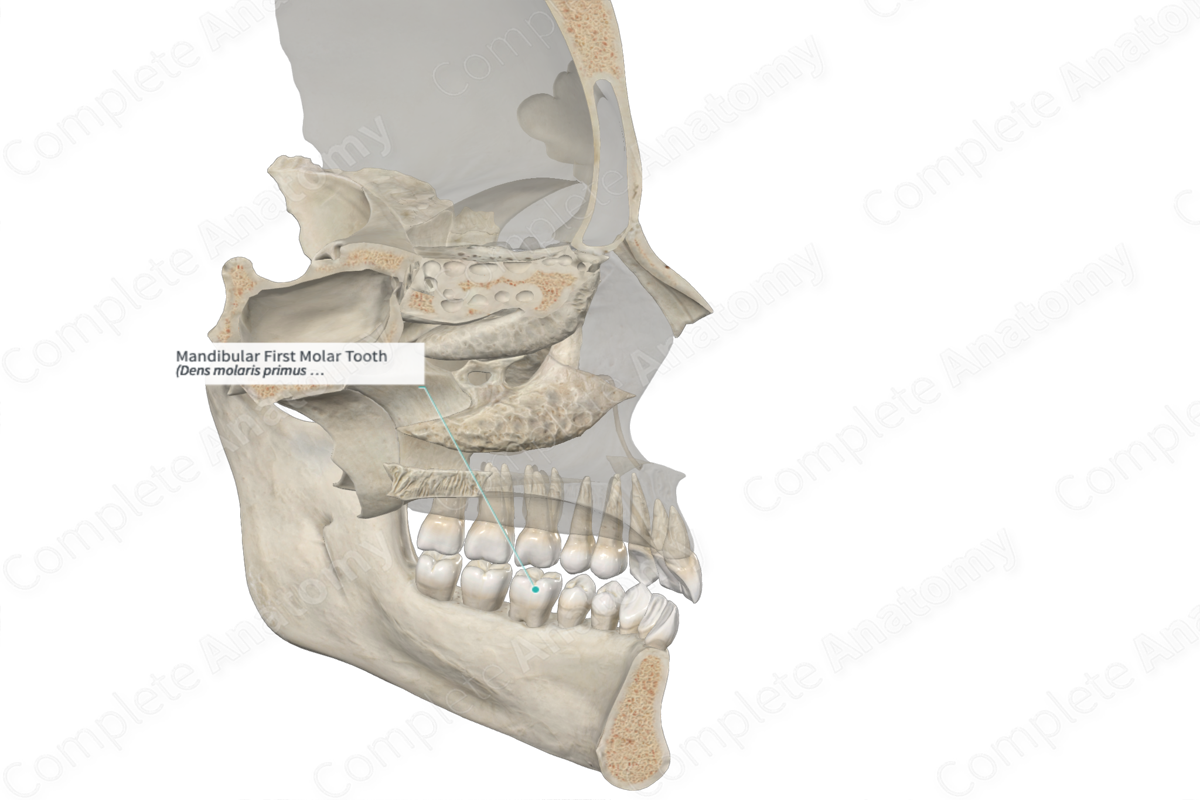 Mandibular First Molar Tooth | Complete Anatomy