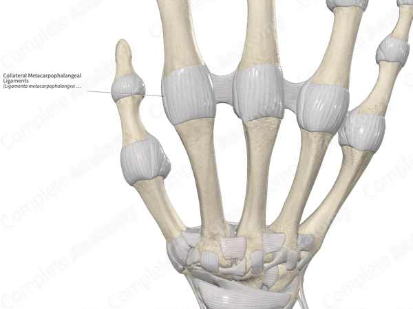 Collateral Metacarpophalangeal Ligaments