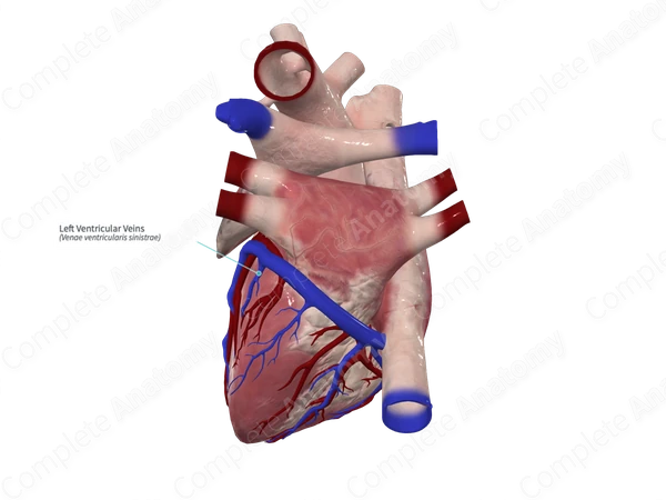 Left Ventricular Veins