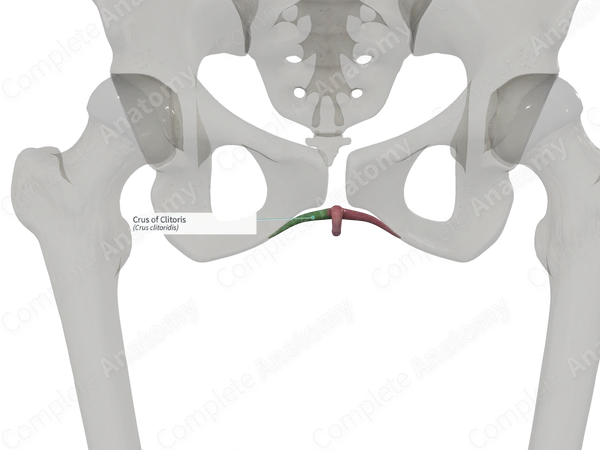 Crus of Clitoris (Left)