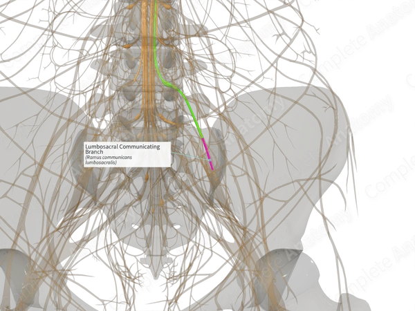 Lumbosacral Communicating Branch (Right)