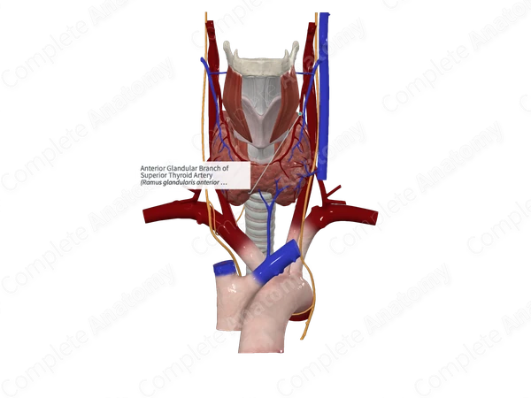 Anterior Glandular Branch of Superior Thyroid Artery 