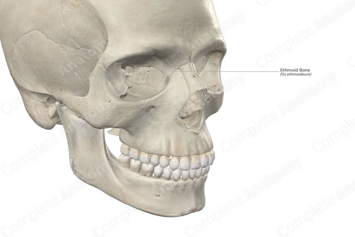 Ethmoid Bone