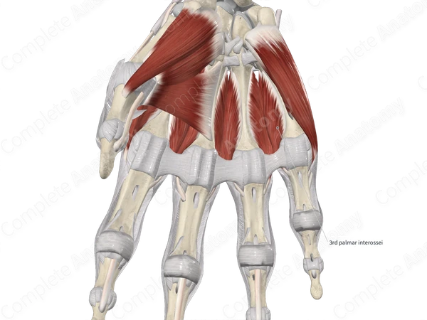 Third Palmar Interosseous Muscle 