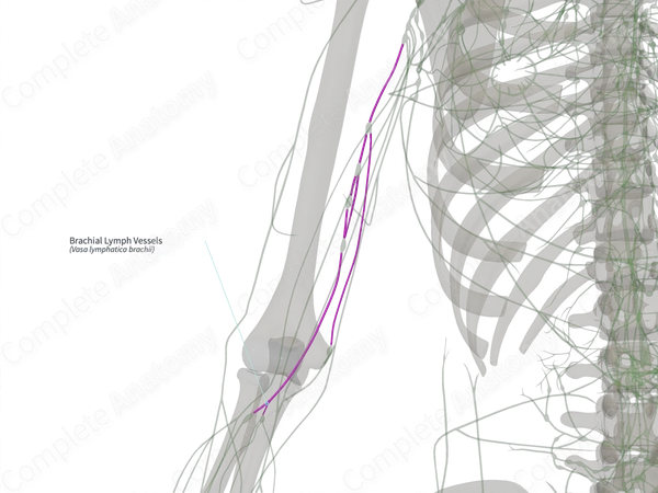 Brachial Lymph Vessels (Right)