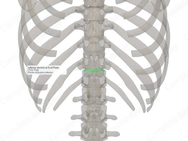 Inferior Vertebral End Plate (T11-T12)