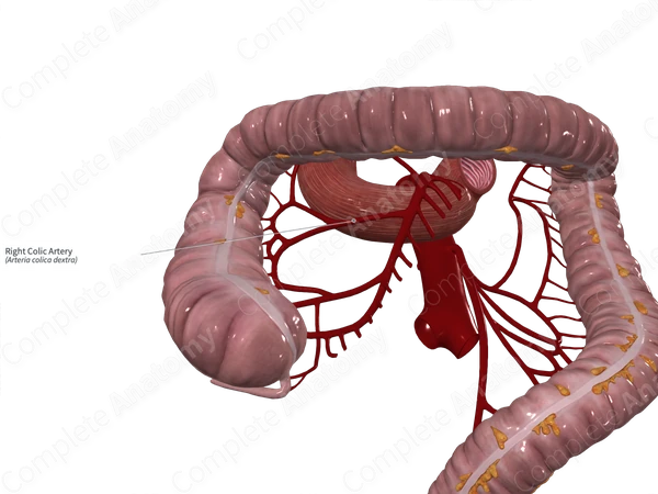 Right Colic Artery