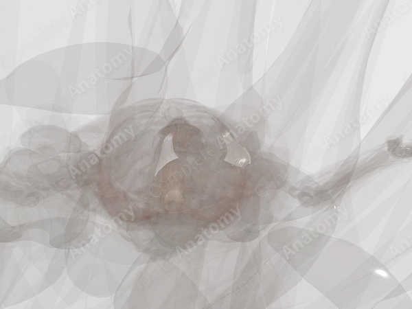 Retinacula of Knee Joint (Left)