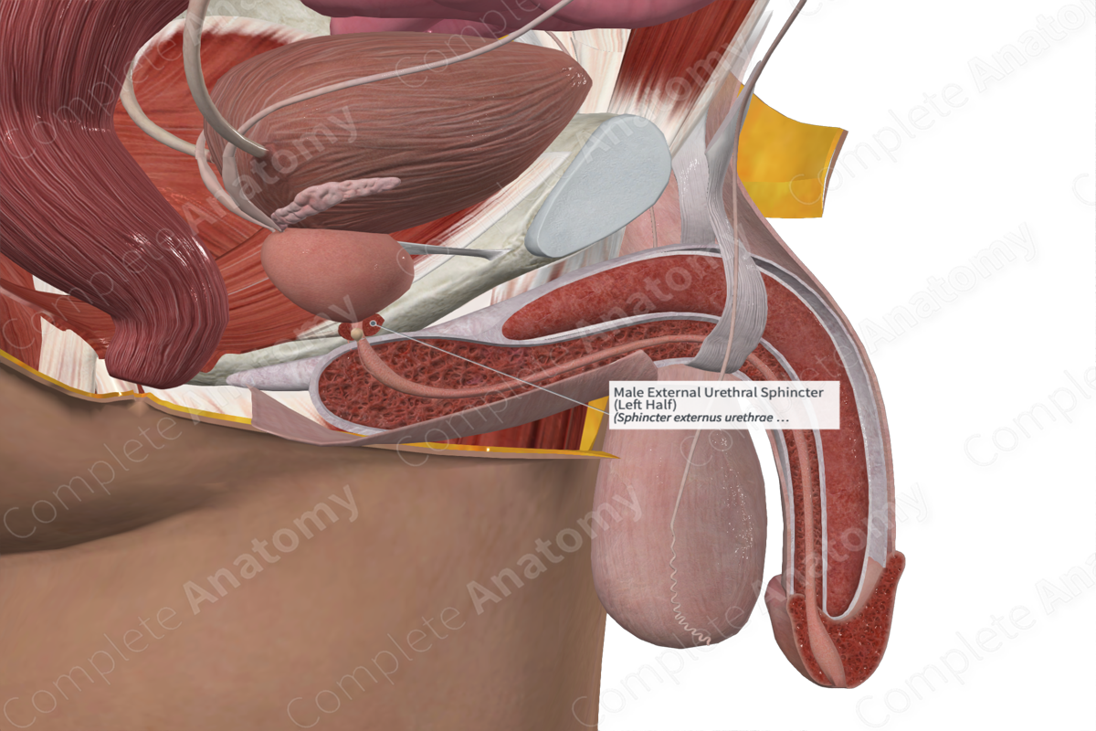 Male External Urethral Sphincter (Left Half)
