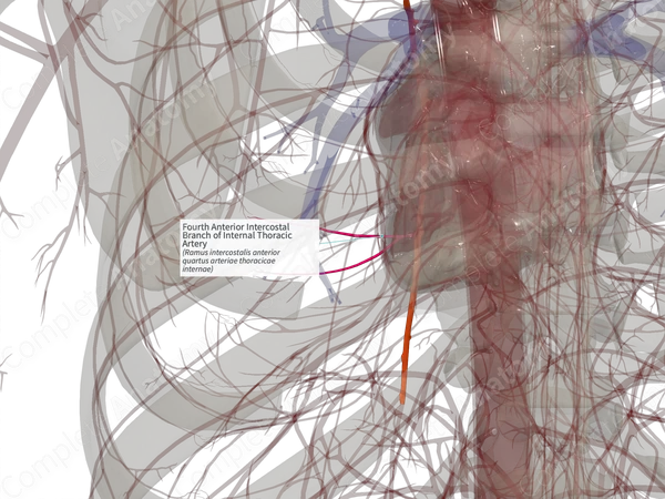 Fourth Anterior Intercostal Branch of Internal Thoracic Artery (Right)