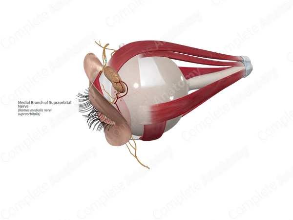 Medial Branch of Supraorbital Nerve