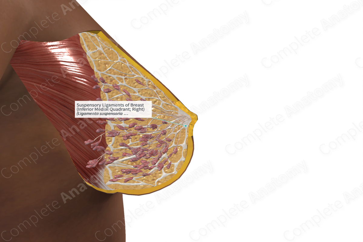 Suspensory Ligaments of Breast (Inferior Medial Quadrant; Left)