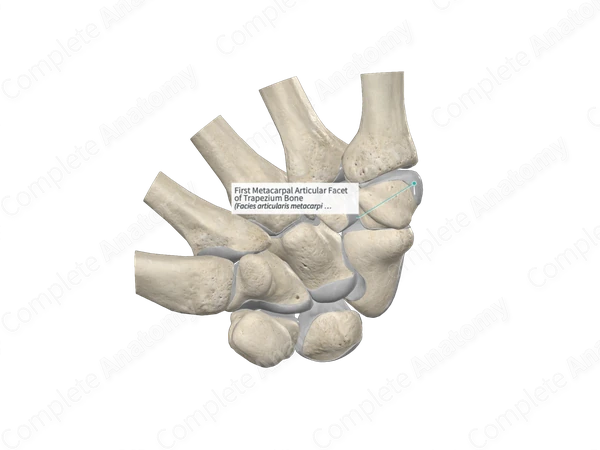 First Metacarpal Articular Facet of Trapezium Bone