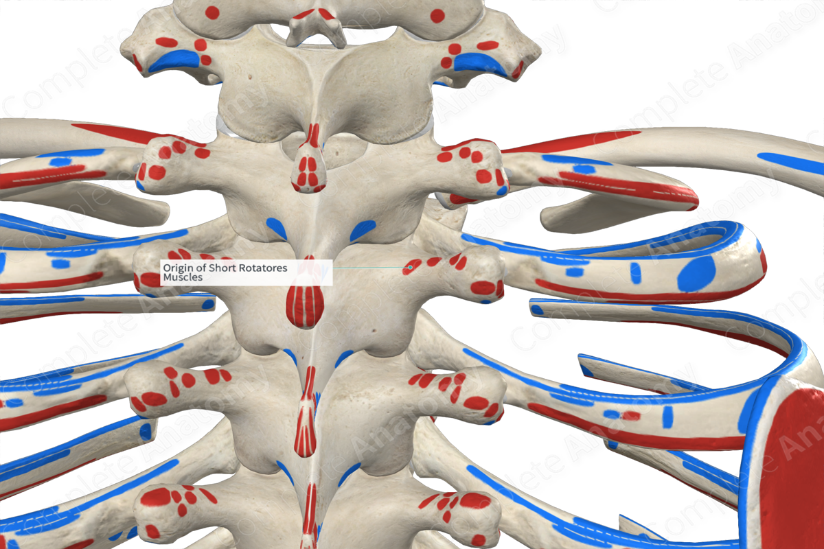 Origin of Short Rotatores Muscles