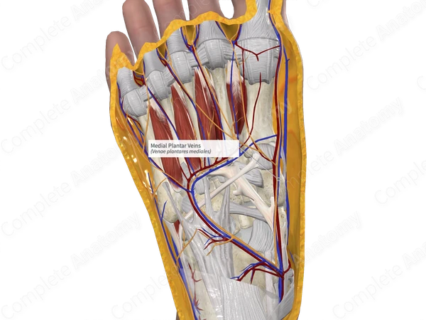 Medial Plantar Veins