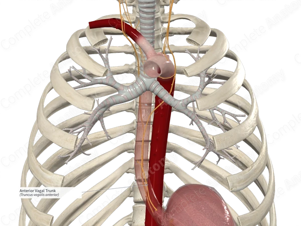 Anterior Vagal Trunk Complete Anatomy