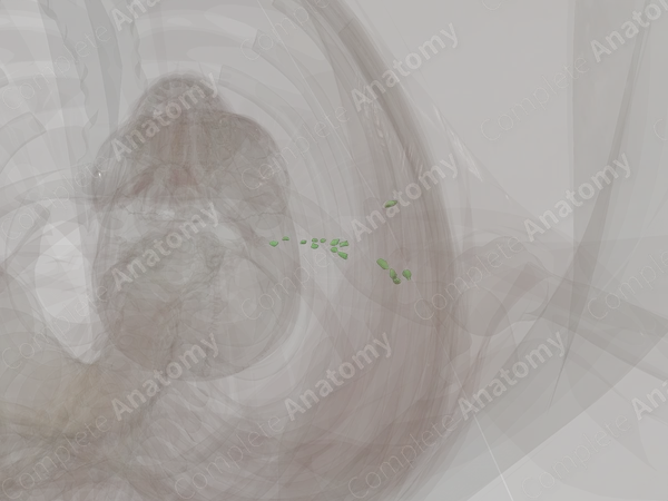 Deep Axillary Nodes (Left)