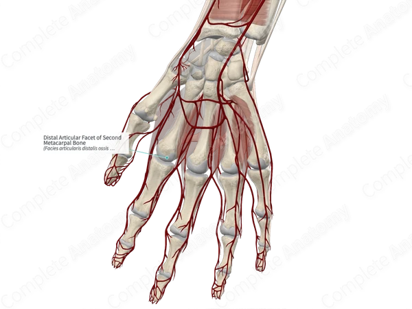 Distal Articular Facet of Second Metacarpal Bone