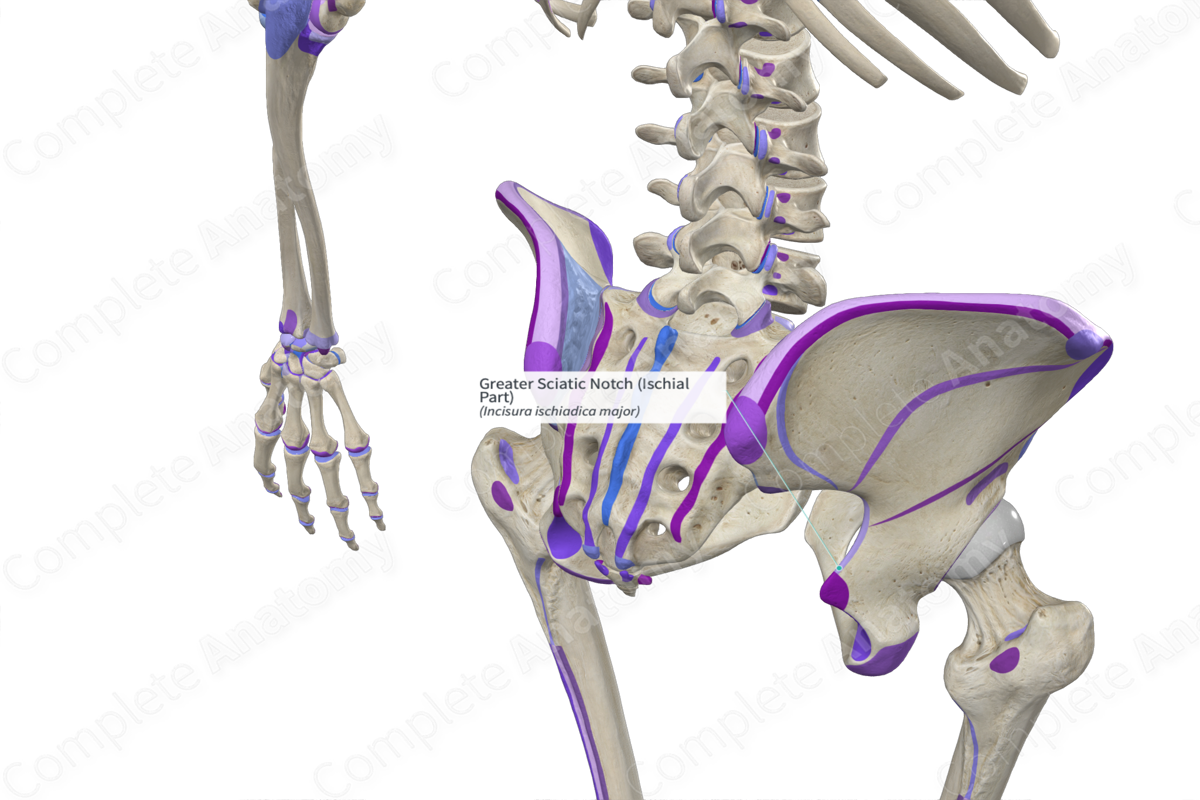 greater-sciatic-notch-ischial-part-complete-anatomy